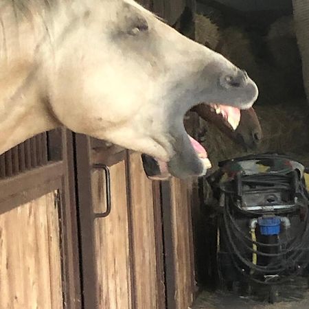 Boeren Biezen Bed Landelijk Villa Dış mekan fotoğraf